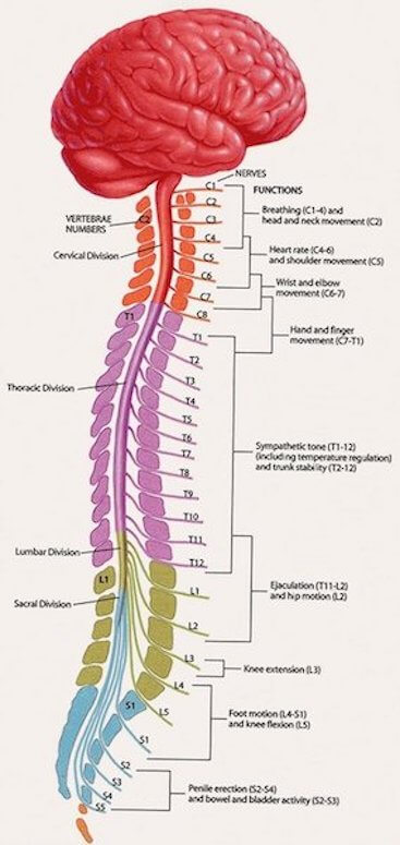 Figure 10 anatomy of the spine
