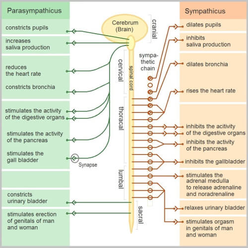 Figure 12 the autonomic nervous system