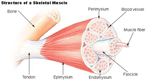 Figure 5 Tendon Muscle Structure