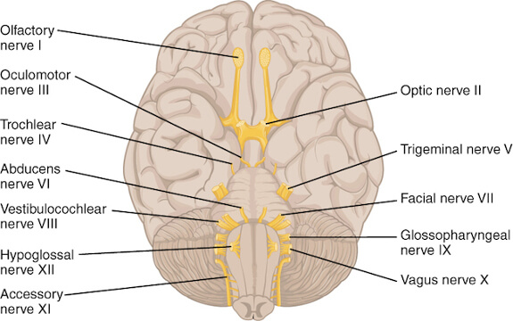 Figure 9 cranial nerves