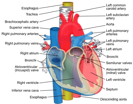 Components of the Heart