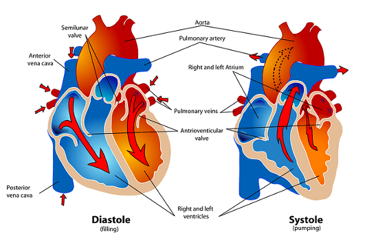 Heart diastole and systole
