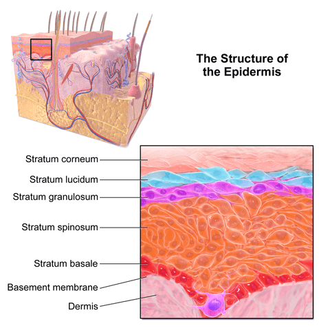 structure of the epidermis