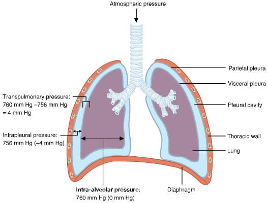 intrapulmonary and  intrapleural pressures