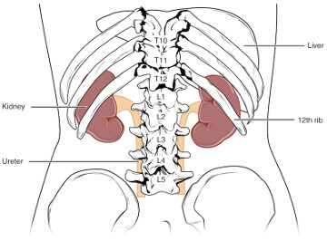 kidney position in abdomen