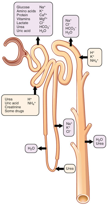 urine formation nephron secretion reabsorption
